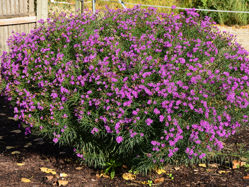 Vernonia 'Summer's Surrender'