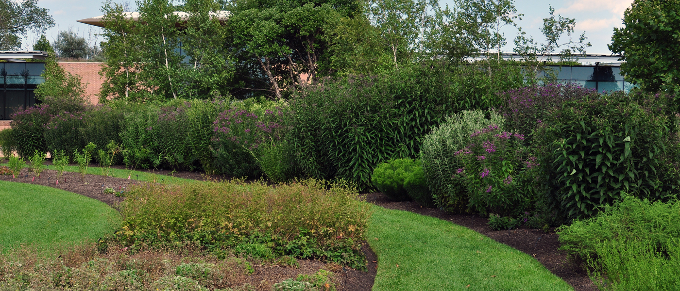 Vernonia trial beds in the Lavin Plant Evaluation Garden