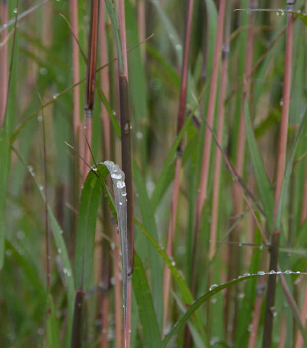 Andropogon gerardii 'Blackhawks'