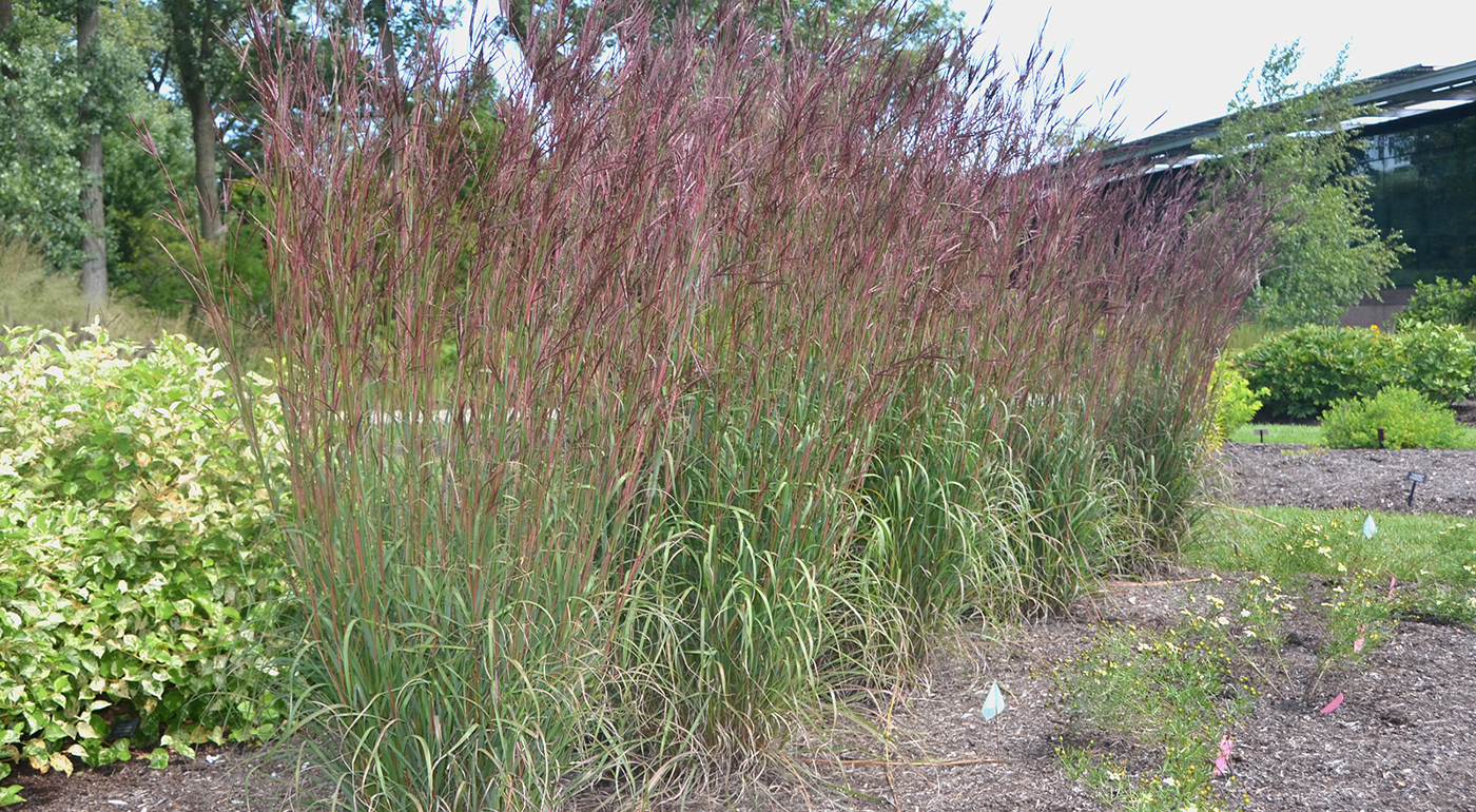 Andropogon gerardii 'Dancing Wind'