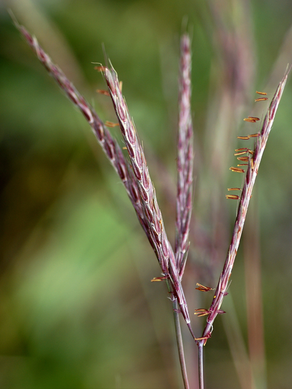 Andropogon gerardii
