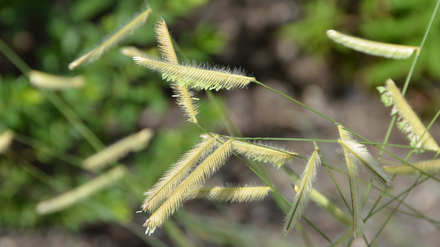 Bouteloua gracilis 'Blonde Ambition'