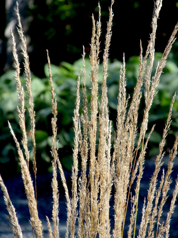 Calamagrostis ×acutiflora 'Overdam'