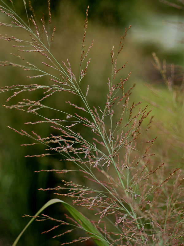 Panicum virgatum 'Dallas Blues'