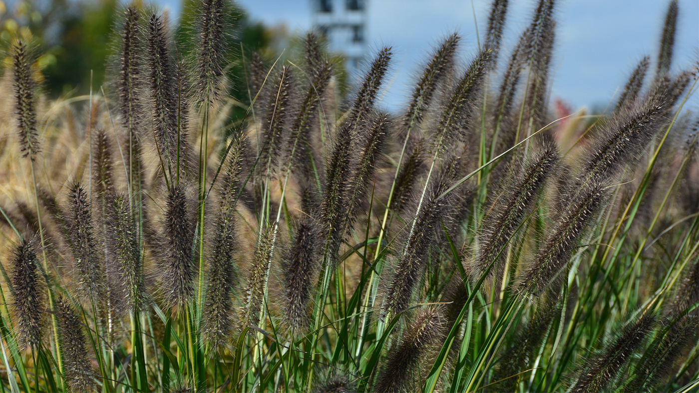 Pennisetum alopecuroides 'Red Rocket'