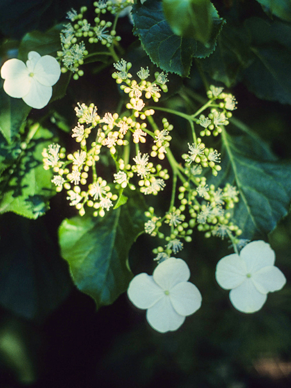 H. anomala ssp. petiolaris (Climbing Hydrangea)