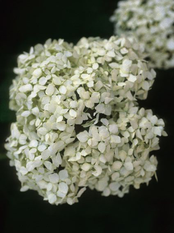 H. arborescens (Smooth Hydrangea)