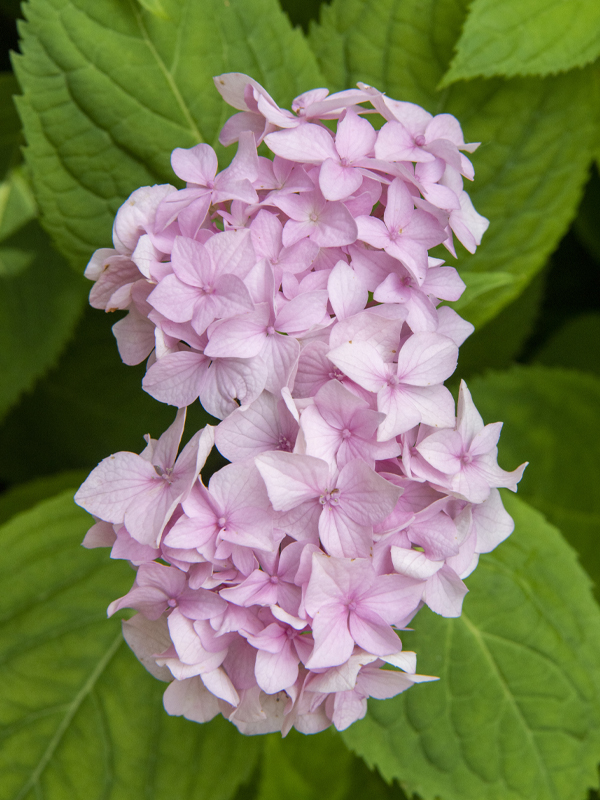 H. macrophylla (Bigleaf Hydrangea)