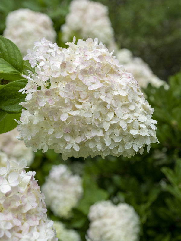 H. paniculata (Panicle Hydrangea)