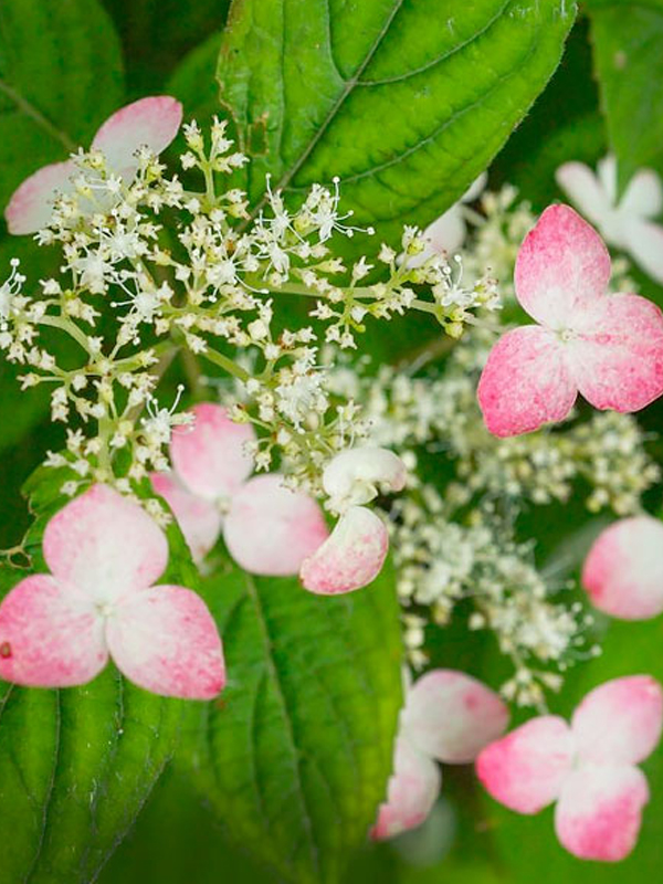H. serrata (Mountain Hydrangea)