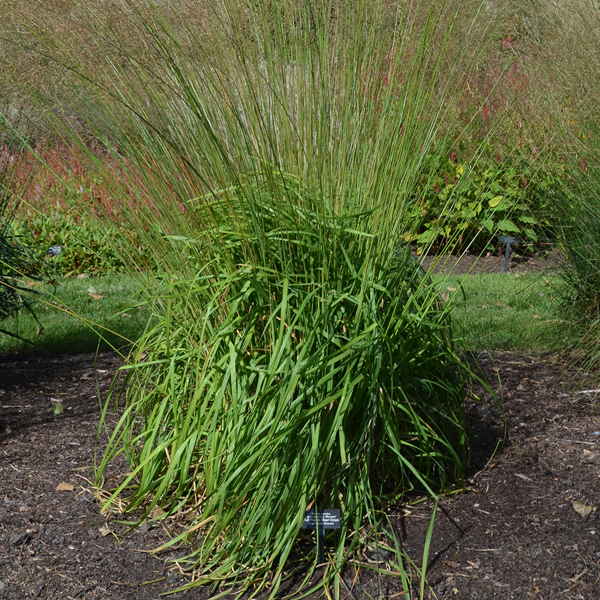 Molina caerulea ssp. arundinacea 'Skyracer'