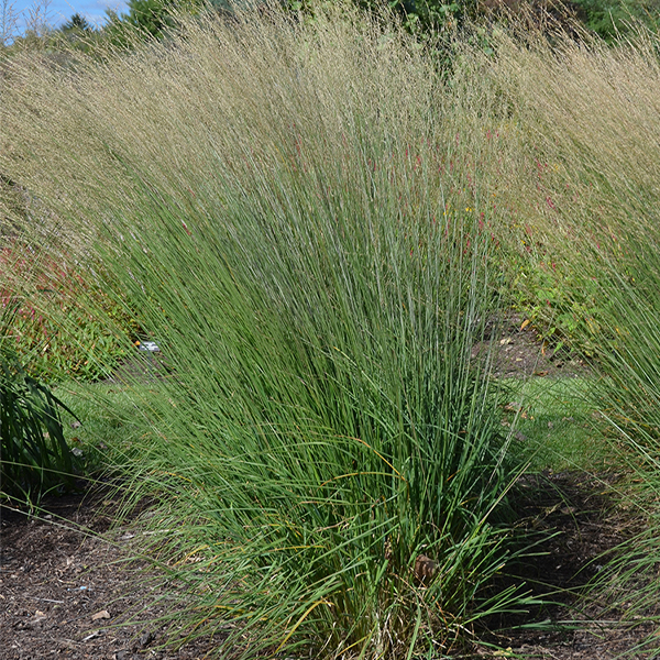 Molina caerulea ssp. caerulea 'Dauerstrahl'