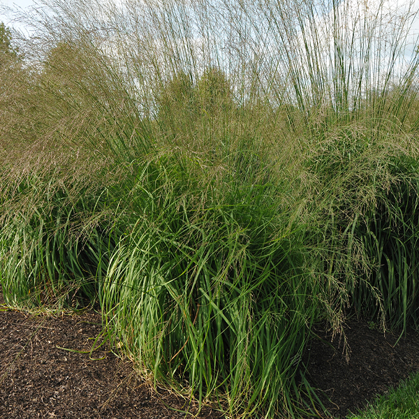 Molinia caerulea ssp. arundinacea 'Bergfreund'