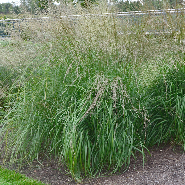 Molinia caerulea ssp. arundinacea 'Cordoba'