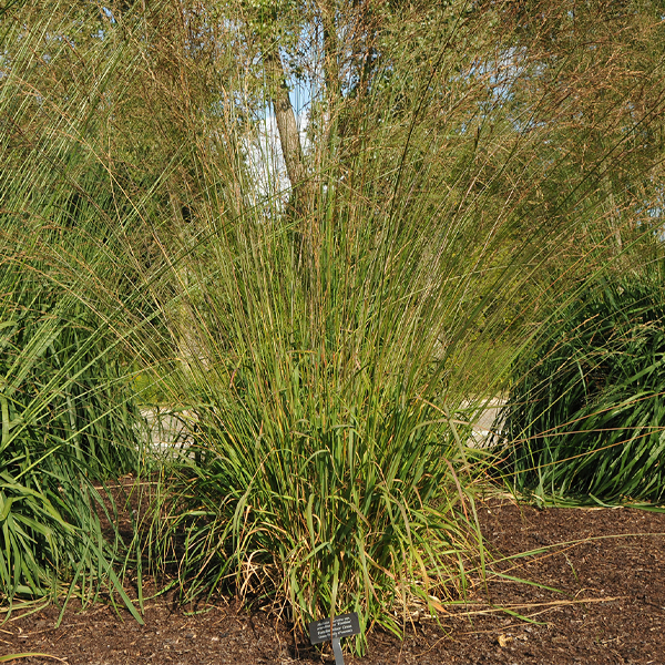 Molinia caerulea ssp. arundinacea ‘Fontäne’
