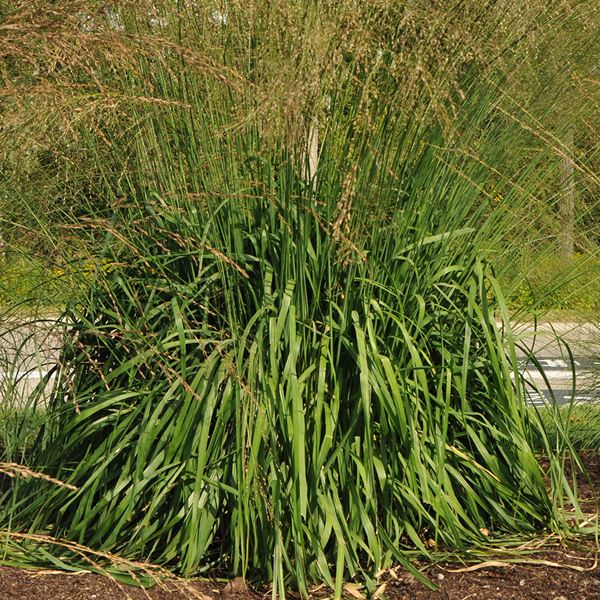 Molinia caerulea ssp. arundinacea ‘Windspiel’