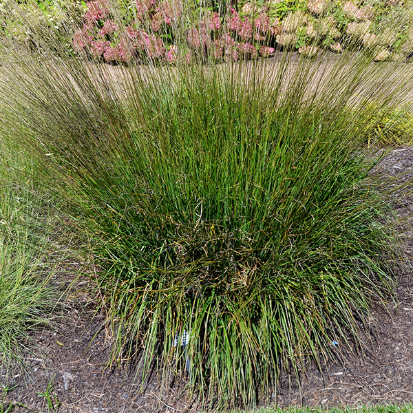 Molinia caerulea ssp. caerulea ‘Heidebraut’
