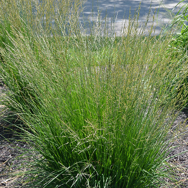 Molinia caerulea ssp. caerulea ‘Moorhexe’