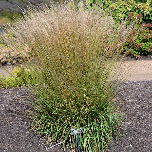Molinia caerulea ssp. caerulea 'Poul Petersen'
