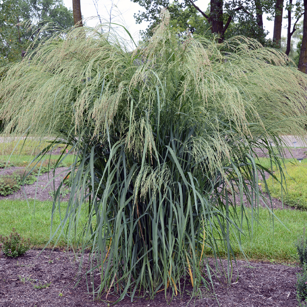 Panicum ‘Bad Hair Day’