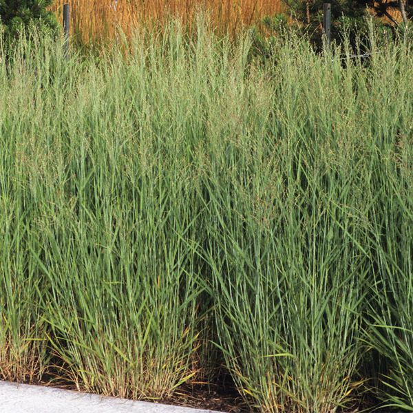 Panicum virgatum 'Heavy Metal'
