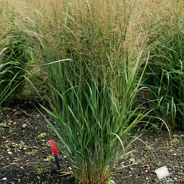 Panicum virgatum 'Northwind'