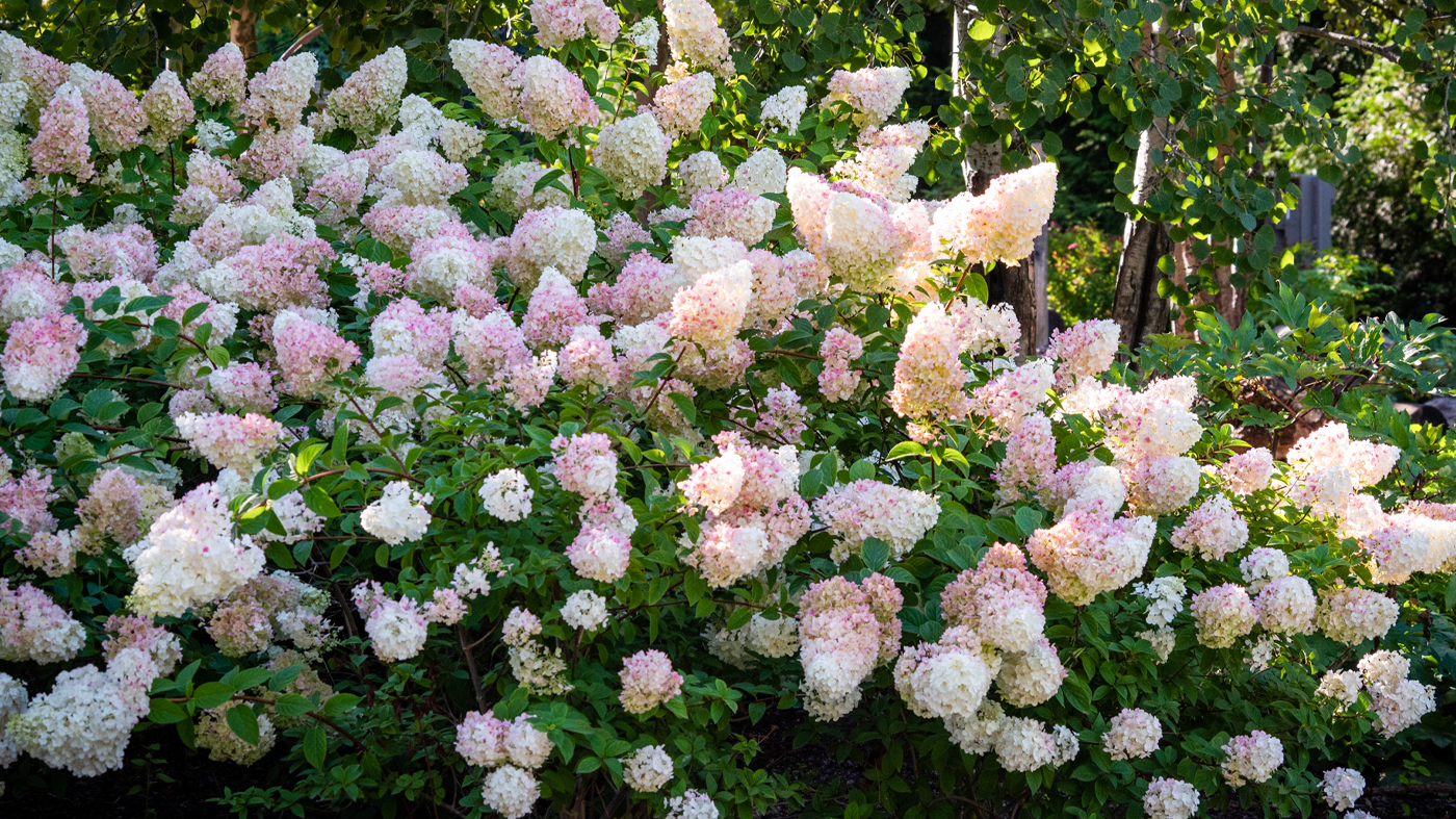 Hydrangea