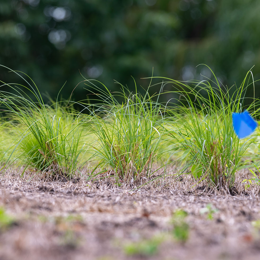 lawn-alternatives