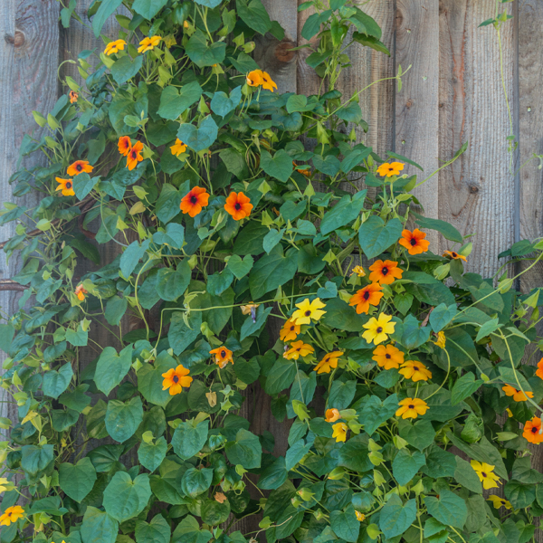 Black-eyed Susan Vine (Thunbergia alata)
