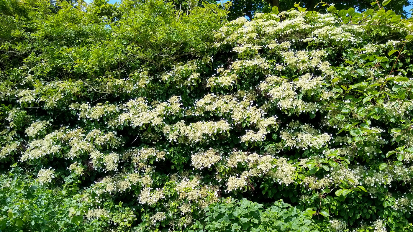 Climbing Hydrangea