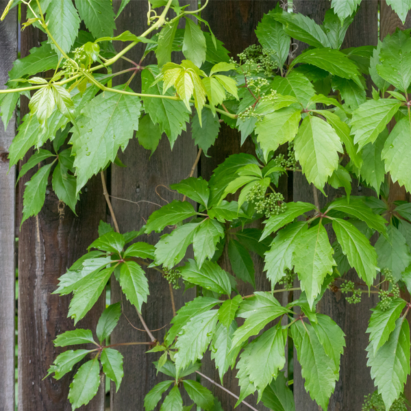 Virginia Creeper