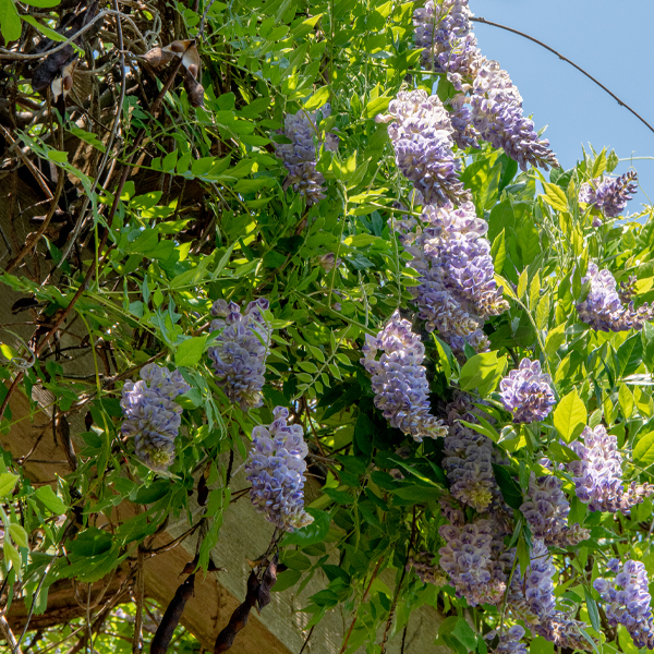 Wisteria