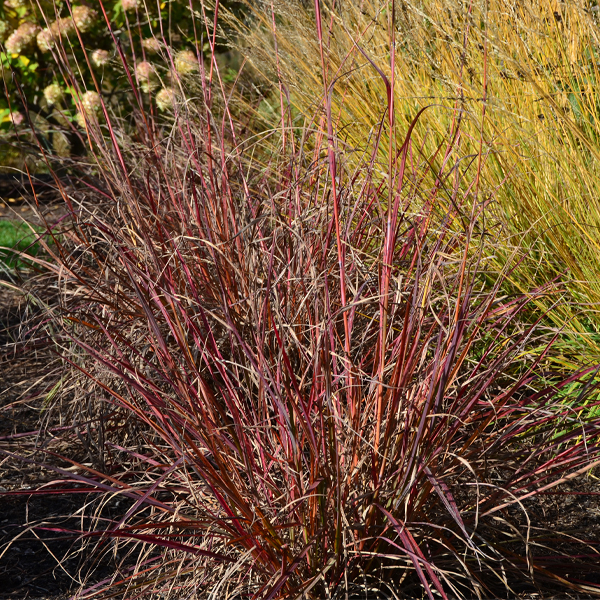 Andropogon gerardii ‘Red October’