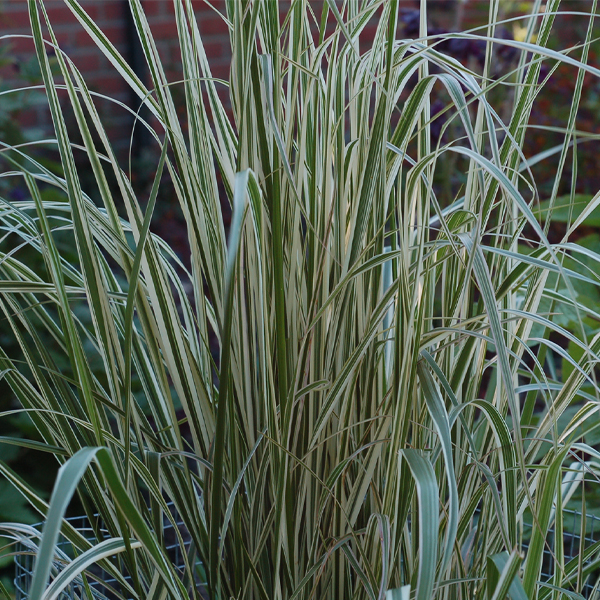 Calamagrostis xacutiflora 'Overdam' 