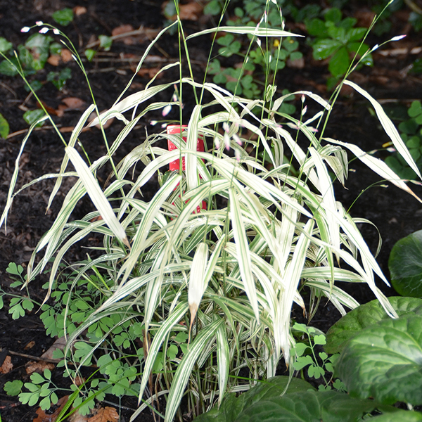 Chasmanthium latifolium ‘River Mist’ 