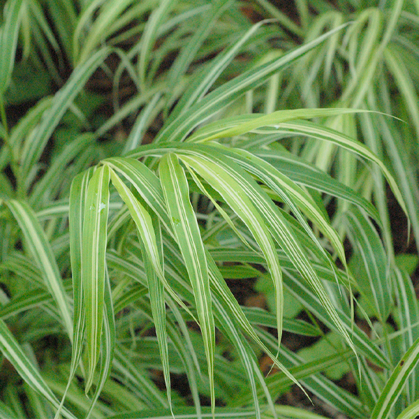 Hakonechloa macra ‘Stripe it Rich’