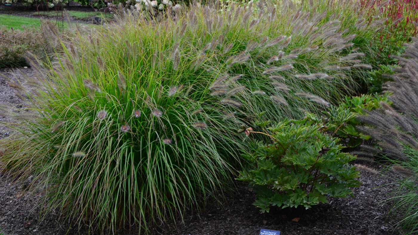 Pennisetum alopecuroides ‘Desert Plains’