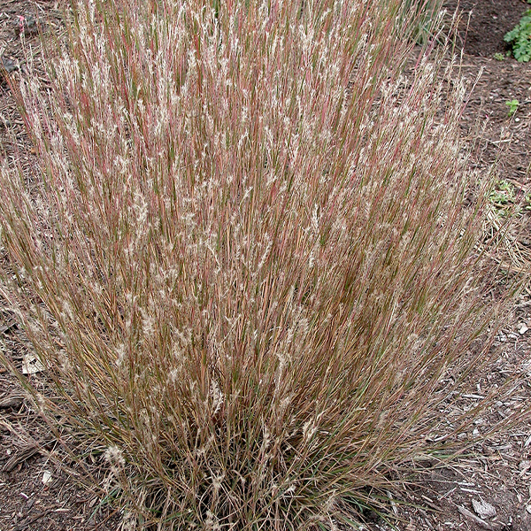 Schizachyrium scoparium 'Carousel'