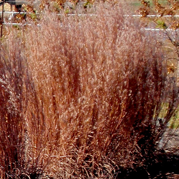 Schizachyrium scoparium 'Jazz'