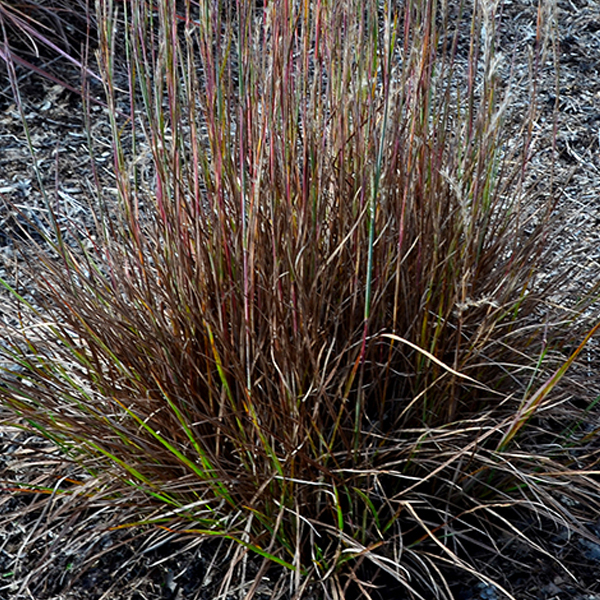 Schizachyrium scoparium ‘Prairie Munchkin’