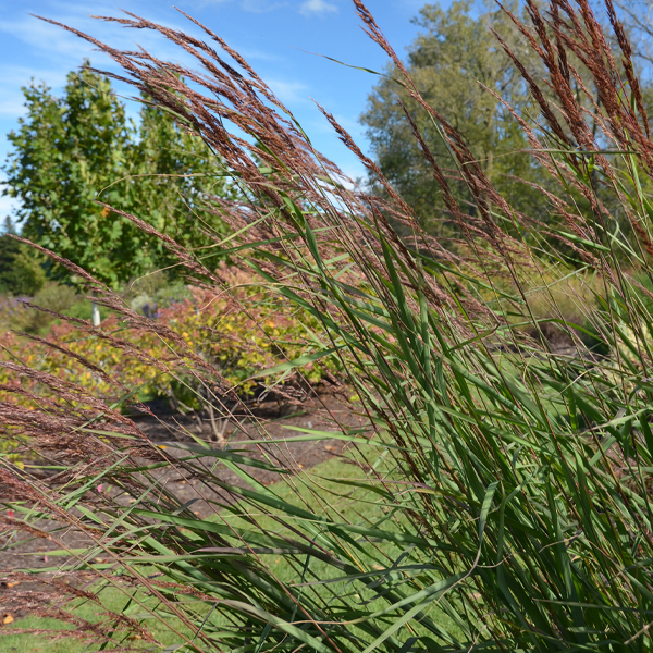 Sorghastrum nutans ‘St. Louis’