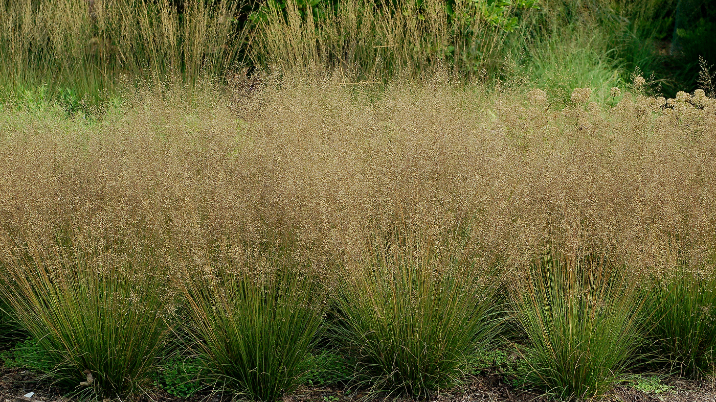 Sporobolus heterolepis 'Tara'