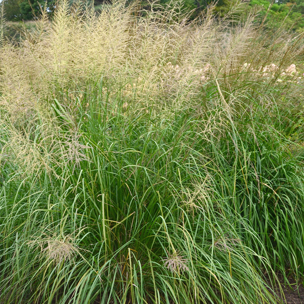 Sporobolus wrightii ‘Windbreaker’