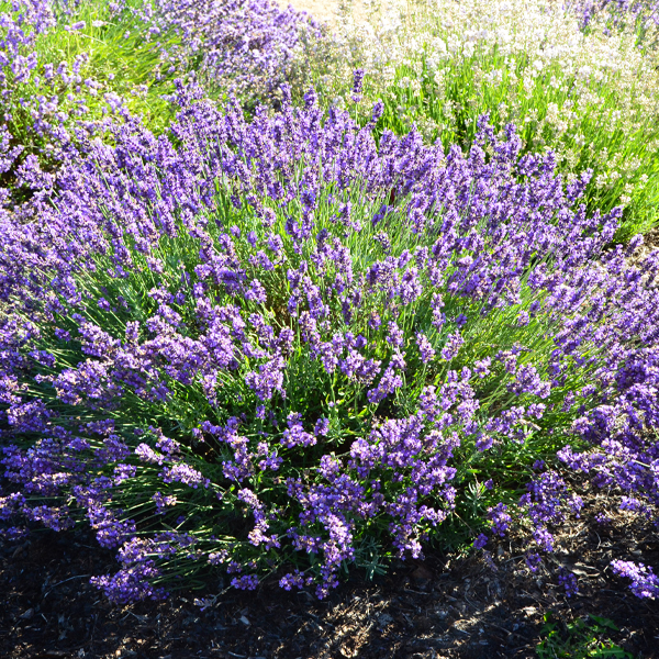 Lavandula angustifolia ‘Imperial Gem’