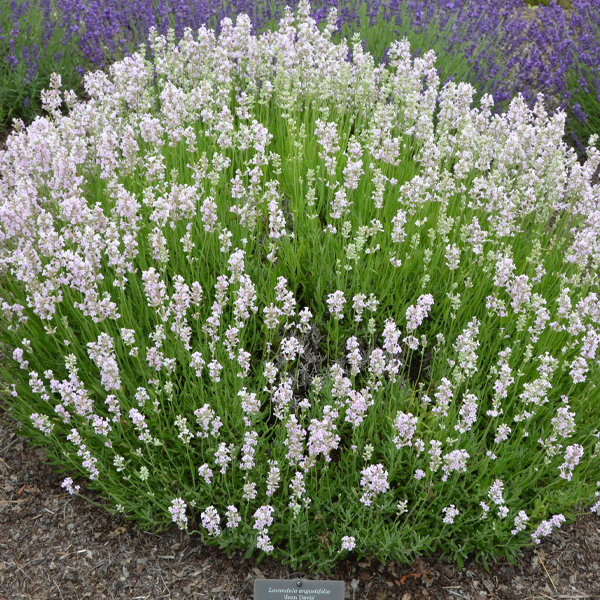 Lavandula angustifolia ‘Jean Davis’