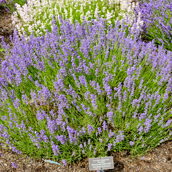 Lavandula angustifolia ‘Munstead’