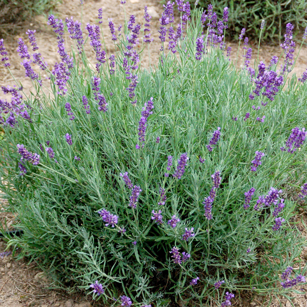 Lavandula xintermedia ‘Niko’/ Phenomenal™