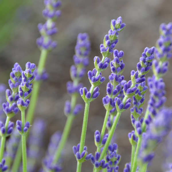 Lavandula angustifolia ‘Royal Velvet’
