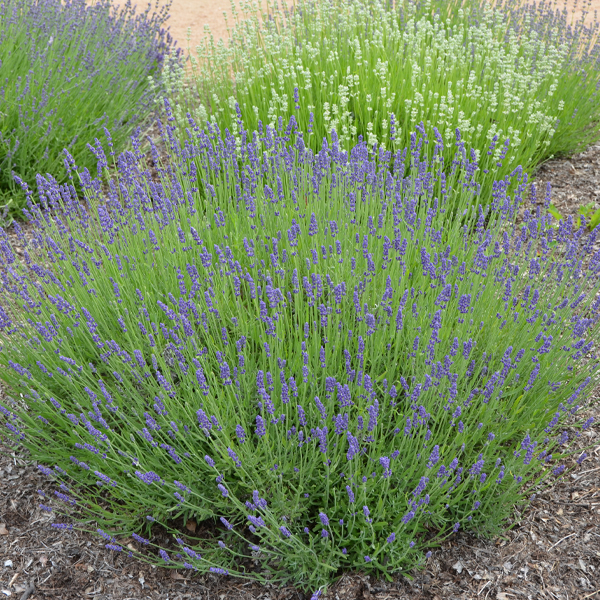 Lavandula angustifolia ‘Royal Velvet’