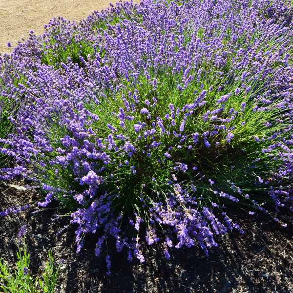 Lavandula angustifolia ‘Sharon Roberts’